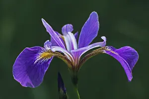 Iris Sibirica Prints: Iris (Iris sibirica)