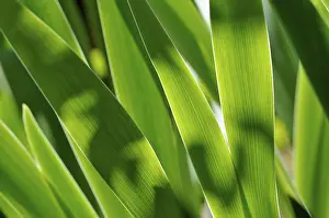 Transmitted Light Photography Prints: Iris leaves (Iris sp.) in transmitted light