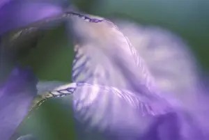 Summer Blooming Flowers Prints: Iris sibirica iris