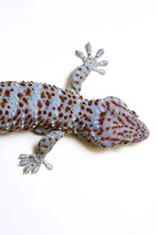 Deserted Lizard Habitat Prints: IrlCyB8eeoE