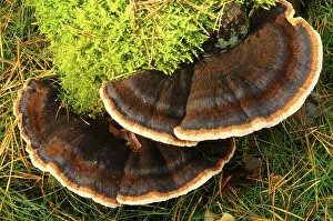 Close Up Fungus Prints: Ischnoderma benzoinum