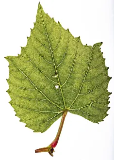 Isolated On White Background Photo Prints: Isolated vine leaf, backlight to enable to see all the small details