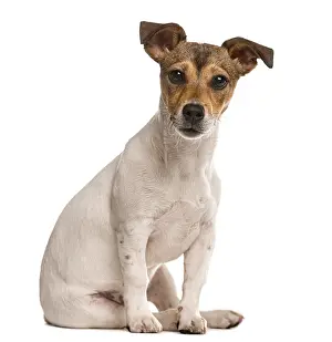 Dog Looking At The Camera Prints: Jack Russel sitting and looking at the camera