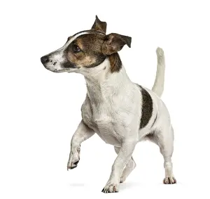Deserted Studio Environment Prints: Jack Russell in front of a white background