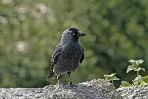 Corvus Monedula Prints: Jackdaw, Corvus monedula, Jackdraw