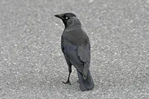 Western Jackdaw Prints: Jackdaw, Corvus monedula, Jackdraw