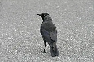 Corvus Monedula Prints: Jackdaw, Corvus monedula, Jackdraw