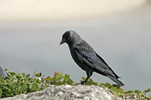 Corvus Monedula Prints: Jackdaw, Corvus monedula, Jackdraw