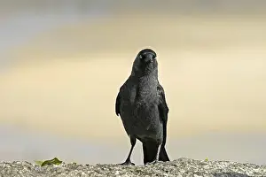 Passerine Birds In The Wild Prints: Jackdaw, Corvus monedula, Jackdraw