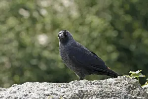 Wild Animal Images Free Prints: Jackdaw, Corvus monedula, Jackdraw
