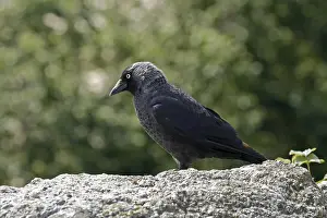 Western Jackdaw Prints: Jackdaw, Corvus monedula, Jackdraw