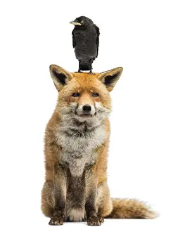 Western Jackdaw Prints: Jackdaw perching on the head of red fox