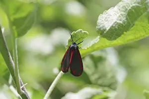 Prints of Jacob's weevil (Tyria jacobaeae), moth, leaf, colourful, close-up Jacob's weevil (Tyria jacobaeae), moth, leaf, colourful, close-up Cinnabar Moth Prints: Jacob's Weevil (Tyria jacobaeae) Print