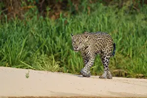 Big Cat Wildlife Photography Prints: A jaguar strides along a sandy path surrounded by greenery