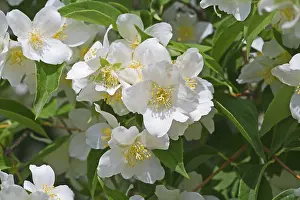Jasmine Flower Prints: Jasmin
