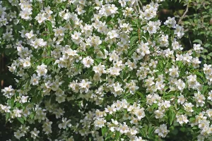 Fragrant Plant Details Prints: Jasmin