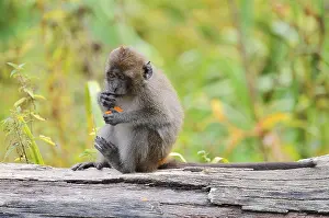 Young Monkey Prints: Java monkey (Macaca fascicularis)
