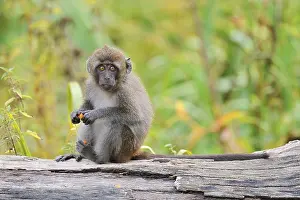 Captive Animal Photography Prints: Java monkey (Macaca fascicularis)