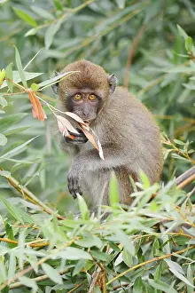 Captive Monkey Photos Prints: Java monkey (Macaca fascicularis)