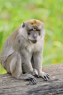 Old World Monkeys Prints: Javanese monkey (Macaca fascicularis)