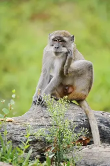 Captive Monkey Photos Prints: Javanese monkey (Macaca fascicularis)