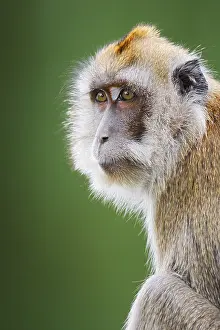 Captive Monkey Photos Prints: Javanese monkey (Macaca fascicularis)