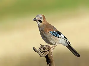 Wildlife Germany Prints: A jay (Garrulus glandarius) perched on a root