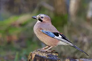 European Passerine Species Prints: Jay perched on a tree stump close-up