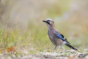 Polish Countryside Scenery Prints: Jay posing on the forest litter