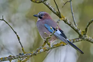 Altmuhlsee Landscape Photo Prints: A jay sitting on a branch from the side