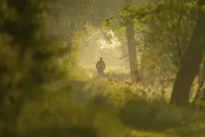 Fitness In Nature Prints: Jogger running on a forest path