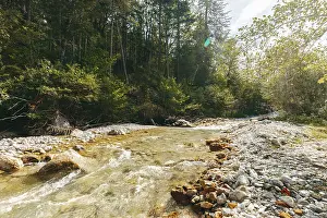 Dense Forest Scenery Prints: Johnsbach flows through dense forest under soft sunlight