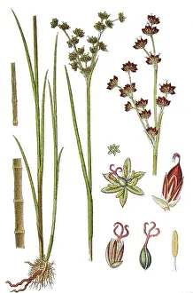 Agricultural Crop Plants Prints: Jointleaf rush (Juncus articulatus)