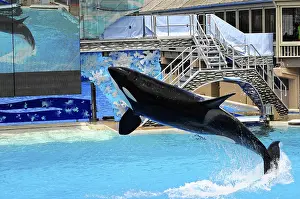 Seaworld San Diego Prints: Jumping orca (Orcinus orca), in a pool during a show
