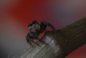 Jumping Spider Prints: Jumping spider