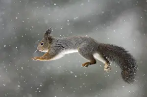 Sciurus Vulgaris Prints: Jumping squirrel (Sciurus vulgaris)