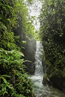 Tropical Rainforest Prints: Jungle