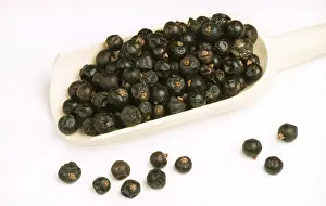 Coniferous Tree Prints: Juniper berries, fruit of common juniper (Juniperus communis)