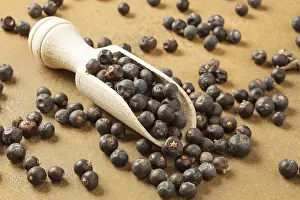 Nature Botany Photoshoots Prints: Juniper berries (Juniperus)