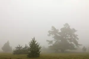 Upper Danube Nature Park Germany Prints: Juniper heath in the mist, juniper