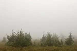 Upper Danube Nature Park Germany Prints: Juniper heath in the mist, juniper