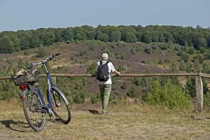 Luneburg Heath Scenery Prints: Juniper (Juniperus communis), bicycle