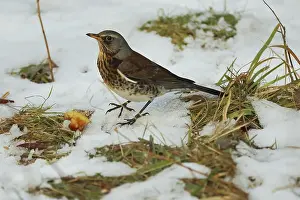 Songbird Wildlife Images Prints: Juniper thrush, Turdus iliacus