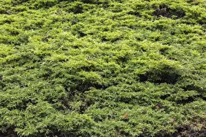 Quebec Canada Landscape Prints: Juniperus horizontalis Glauca