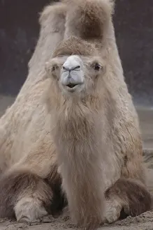 No People In The Desert Prints: Kamel, liegend