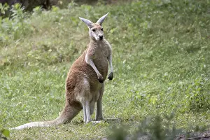 Uninhabited Forest Landscape Prints: Kangaroo in a clearing in the wild