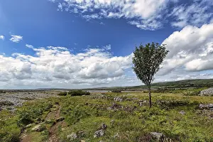 Karst Landscape Ireland Prints: Karst landscape with single tree