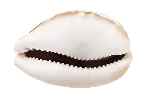 Snail Prints: Kauri Dish Print on White Background