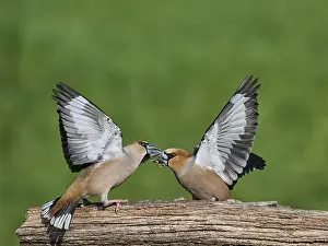 Southern Germany Nest Prints: KernbeiBer
Kernbeier