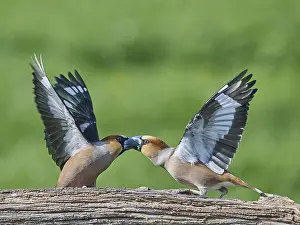 Southern Germany Nest Prints: KernbeiBer
Kernbeier